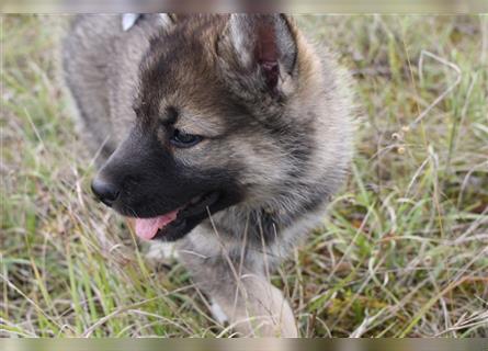 Nord - Hybrid Welpe (Eurasier - A. Malamute) Hündin, Name: Ajuma