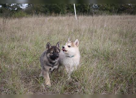 Nord - Hybrid Welpe (Eurasier - A. Malamute) Hündin, Name: Ajuma