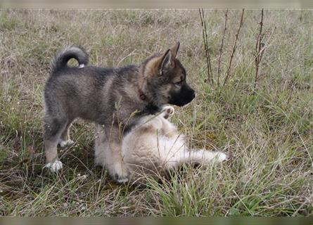 Nord - Hybrid Welpe ( A. Malamute - Eurasier ) Hündin, Name: Ajuma