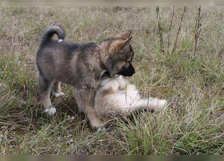 Nord - Hybrid Welpe ( A. Malamute - Eurasier ) Hündin, Name: Ajuma