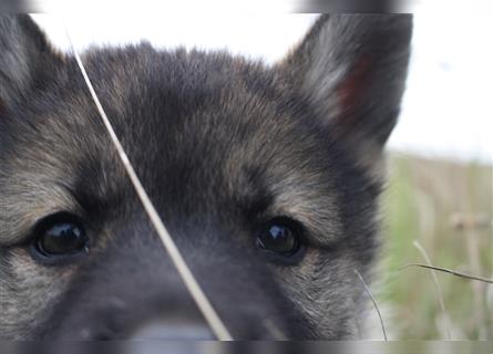 Nord - Hybrid Welpe (Eurasier - A. Malamute) Hündin, Name: Ajuma