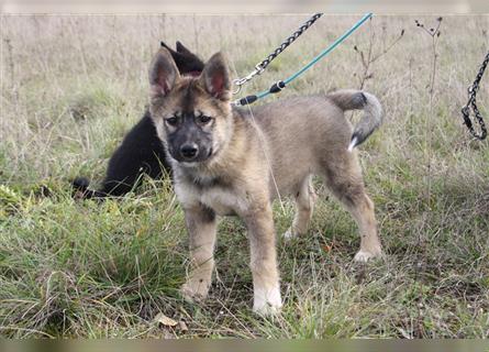 Eurasier - A. Malamute Hybrid-Welpe: Hündin, Name: Ajuma