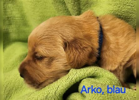 Arko