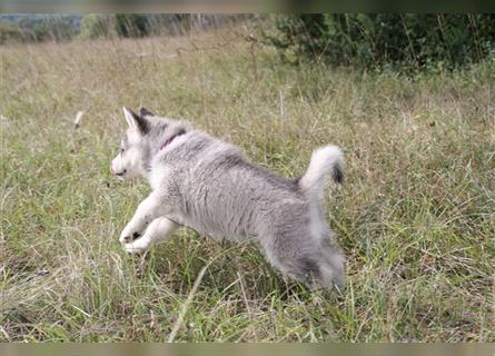 Nord - Hybrid Welpe (Eurasier - A. Malamute) Hündin, Name: Akita