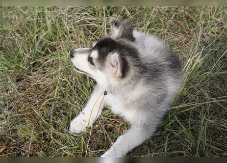 Nord - Hybrid Welpe (Eurasier - A. Malamute) Hündin, Name: Akita