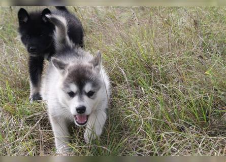 Nord - Hybrid Welpe (Eurasier - A. Malamute) Hündin, Name: Akita