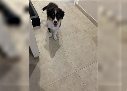 Australian Shepherd Rüde