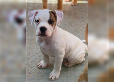 Wunderschöne Bulldog Welpen (OEB)