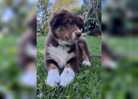 Australian Shepherd Welpen