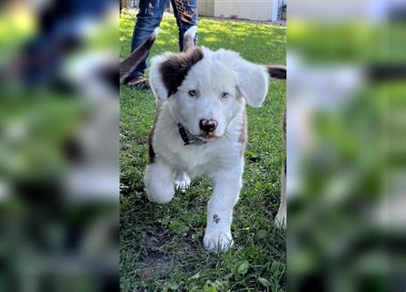 Australian Shepherd Welpen