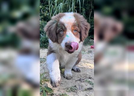 Australian Shepherd Welpen