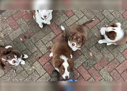 Australian Shepherd Welpen