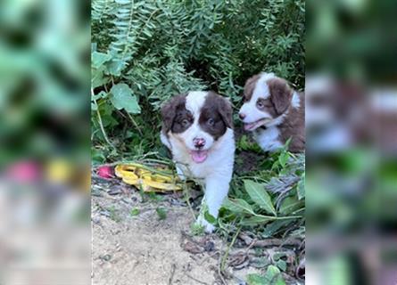 Australian Shepherd Welpen