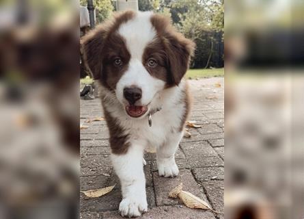 Australian Shepherd Welpen