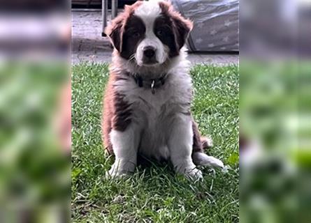 Australian Shepherd Welpen