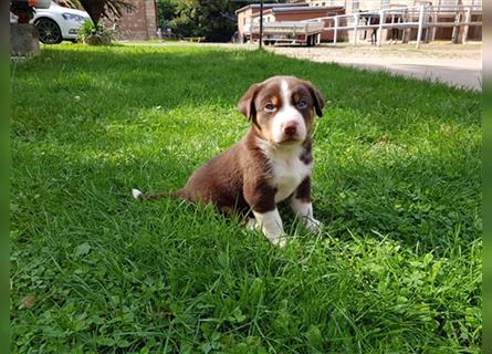 reinrassige Appenzeller Sennenhund welpen, Hündin oder Rüde, gechipt, geimpft, mehrfach entwurmt