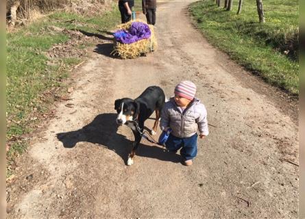 reinrassige Appenzeller Sennenhund welpen, Hündin oder Rüde, gechipt, geimpft, mehrfach entwurmt