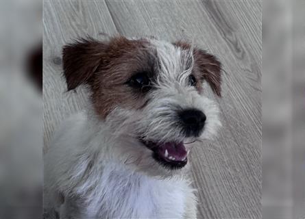 Weiblicher Jack Russell Terrier zu verkaufen