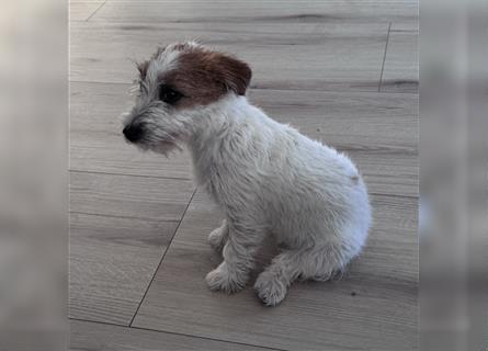 Weiblicher Jack Russell Terrier zu verkaufen