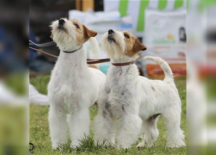 Weiblicher Jack Russell Terrier zu verkaufen