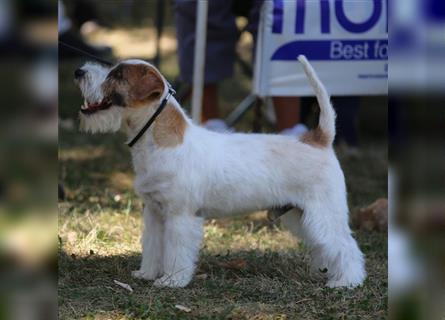 Weiblicher Jack Russell Terrier zu verkaufen