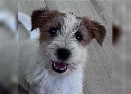 Weiblicher Jack Russell Terrier zu verkaufen