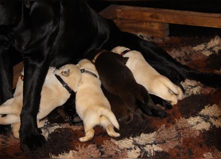 Unsere bildhübschen, vitalen Labradorwelpen sind gelandet!