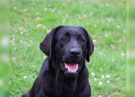 Unsere bildhübschen, vitalen Labradorwelpen sind gelandet!