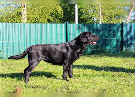 Unsere bildhübschen, vitalen Labradorwelpen sind gelandet!