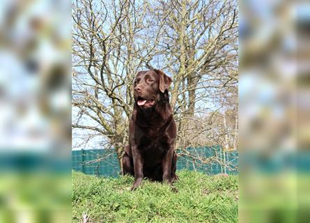 Unsere bildhübschen, vitalen Labradorwelpen sind gelandet!