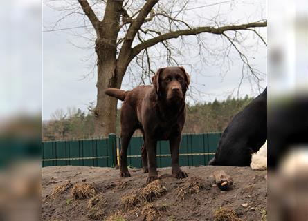 Unsere bildhübschen, vitalen Labradorwelpen sind gelandet!