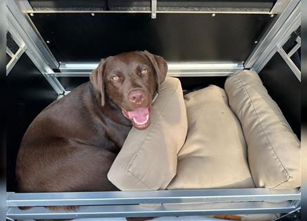 Unsere bildhübschen, vitalen Labradorwelpen sind gelandet!