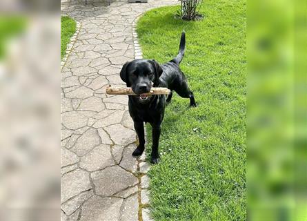 Unsere bildhübschen, vitalen Labradorwelpen sind gelandet!