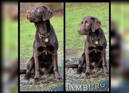 Unsere bildhübschen, vitalen Labradorwelpen sind gelandet!