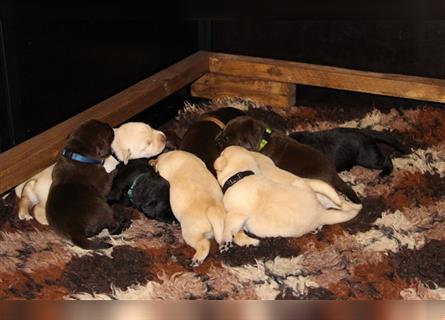 Unsere bildhübschen, vitalen Labradorwelpen sind gelandet!