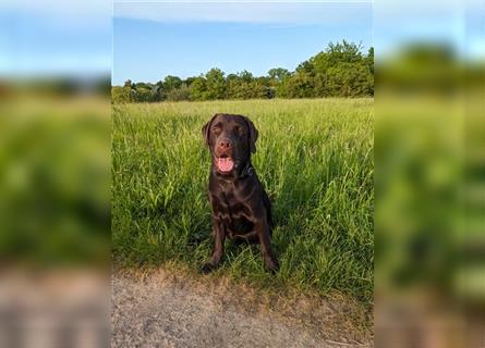 Unsere bildhübschen, vitalen Labradorwelpen sind gelandet!