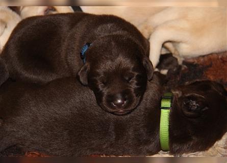 Unsere bildhübschen, vitalen Labradorwelpen sind gelandet!