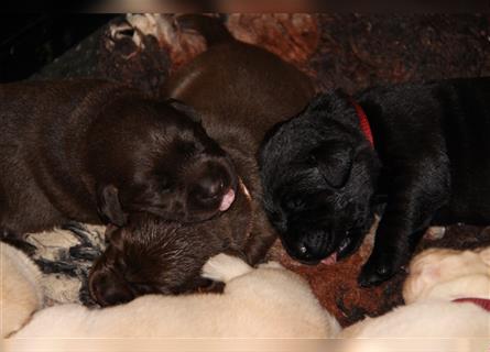 Unsere bildhübschen, vitalen Labradorwelpen sind gelandet!