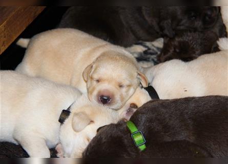 Unsere bildhübschen, vitalen Labradorwelpen sind gelandet!