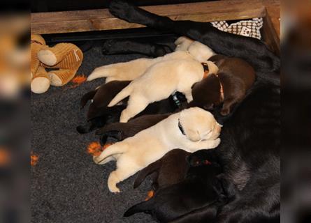 Unsere bildhübschen, vitalen Labradorwelpen sind gelandet!