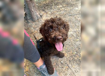 Lagotto Romagnolo Welpe Reinrassig