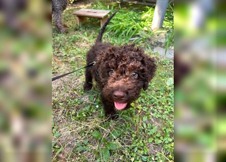 Lagotto Romagnolo Welpe Reinrassig