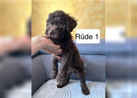 Lagotto Romagnolo Welpe Reinrassig