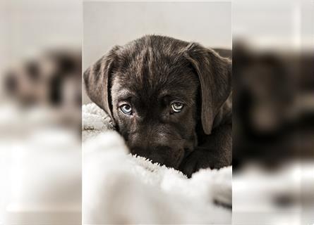 Bezaubernde Labradorwelpen mit Ahnentafel in charcoal 