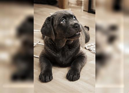 Bezaubernde Labradorwelpen mit Ahnentafel in charcoal 