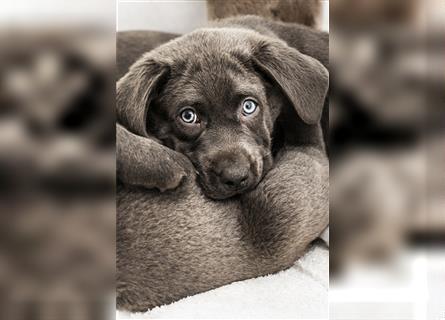 Bezaubernde Labradorwelpen mit Ahnentafel in charcoal 