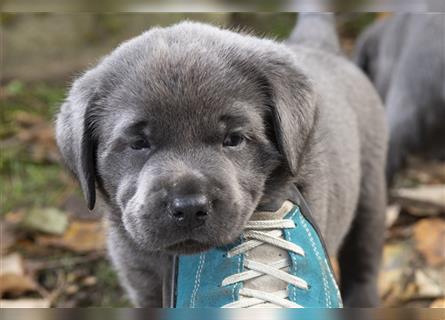 Bezaubernde Labradorwelpen mit Ahnentafel in charcoal 