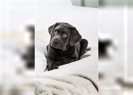 Bezaubernde Labradorwelpen mit Ahnentafel in charcoal 