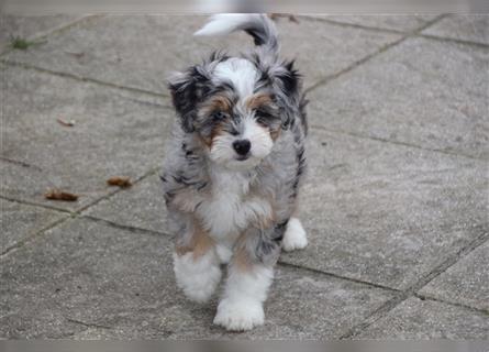 Aussiedoodle Traum ! Knuffige Welpen in tollen, wie seltenen Farben aus überprüfter Familienaufzucht