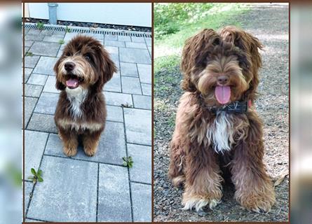 Aussiedoodle Traum ! Knuffige Welpen in tollen, wie seltenen Farben aus überprüfter Familienaufzucht